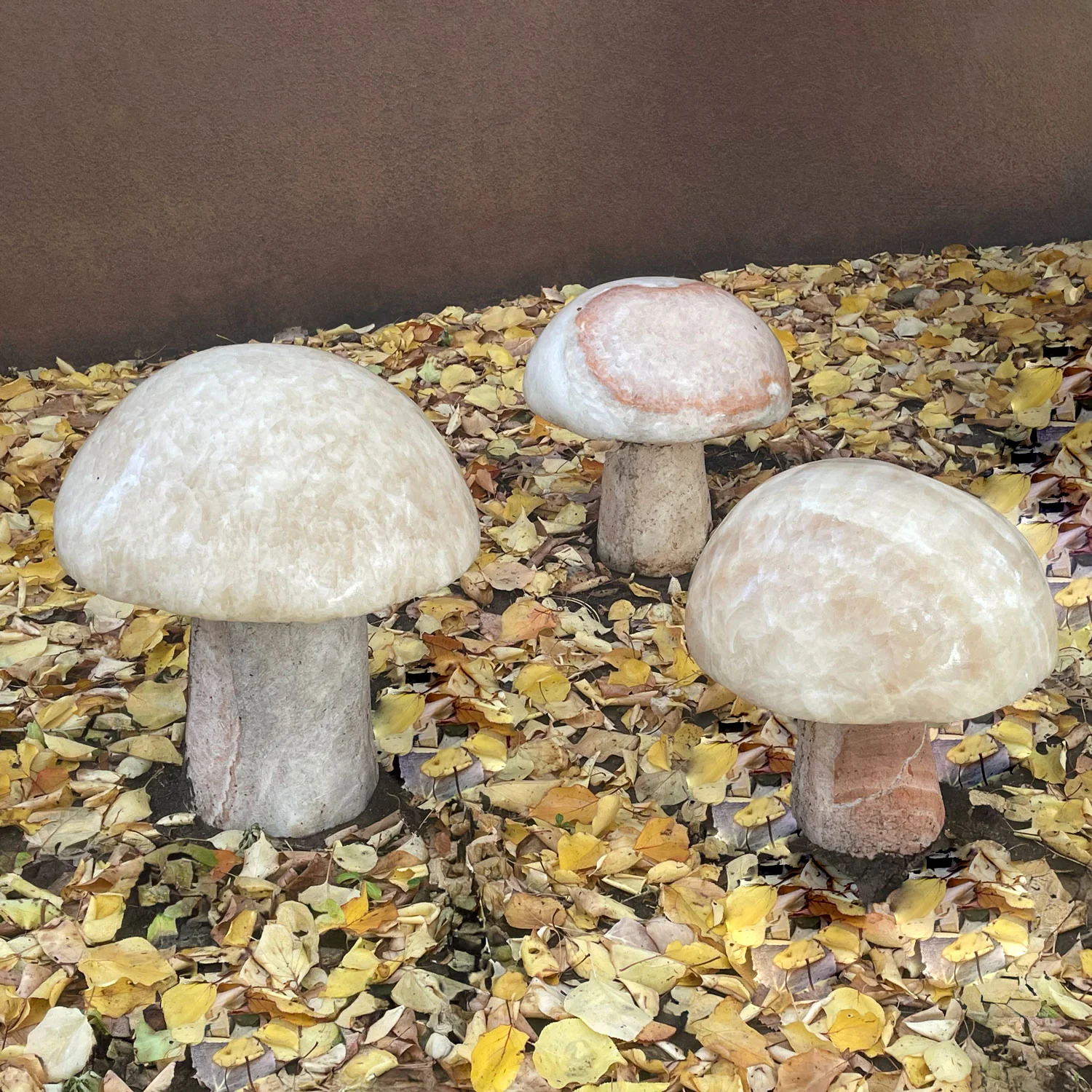 Mushrooms - Image 3